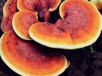 Why so fond about&nbsp;Fungi?